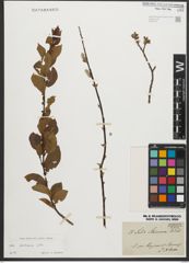 Foto von Salix starkeana Willd.
